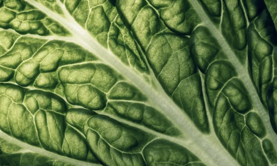 A slice of lettuce